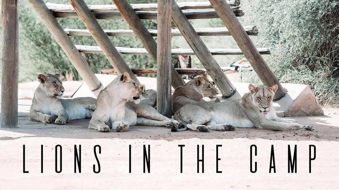 Lions in the Camp at Mpaya 1 - Overlanding Botswana Season 1 Episode 2